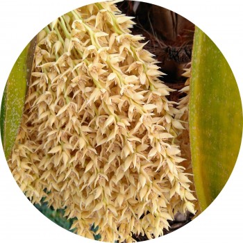 Sucre de fleur de coco